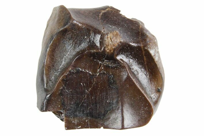 Fossil Triceratops Shed Tooth - Wyoming #358317